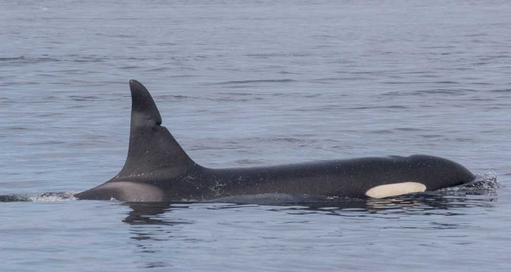 Blend the Orca swimming in the sea with the notch in her dorsal fin visible.